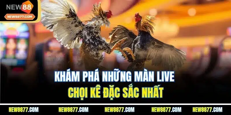 NEW88 – Nhà Cái Uy Tín 2025 | Link Chính Thức NEW8877.COM 27 Khám phá những màn live chọi kê đặc sắc nhất