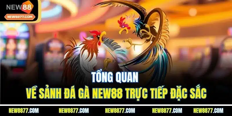 Đá Gà New88 | Sảnh Chơi Live Chọi Kê Online Hấp Dẫn 2025 1 Tổng quan về sảnh đá gà New88 trực tiếp đặc sắc