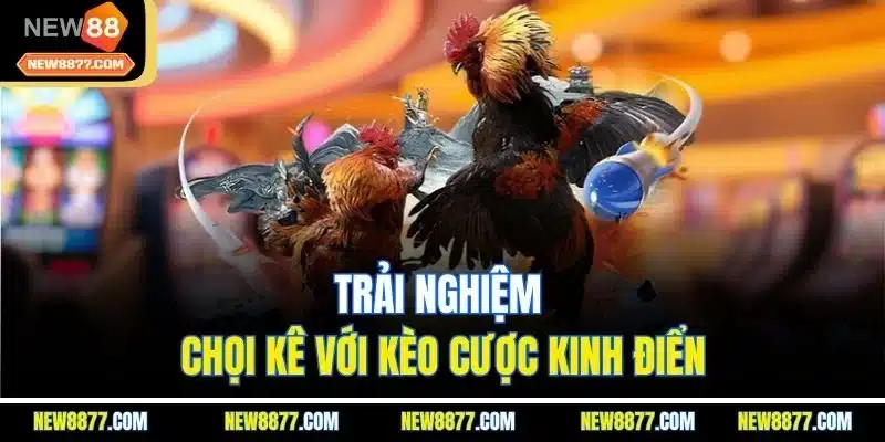 Đá Gà New88 | Sảnh Chơi Live Chọi Kê Online Hấp Dẫn 2025 2 Trải nghiệm chọi kê với kèo cược kinh điển